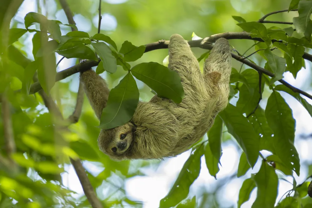 Why Are Sloths So Slow? The Science Explained