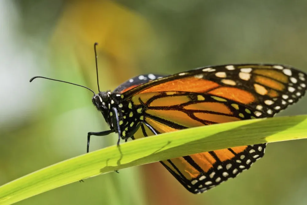 Can Butterflies Taste With Their Feet?