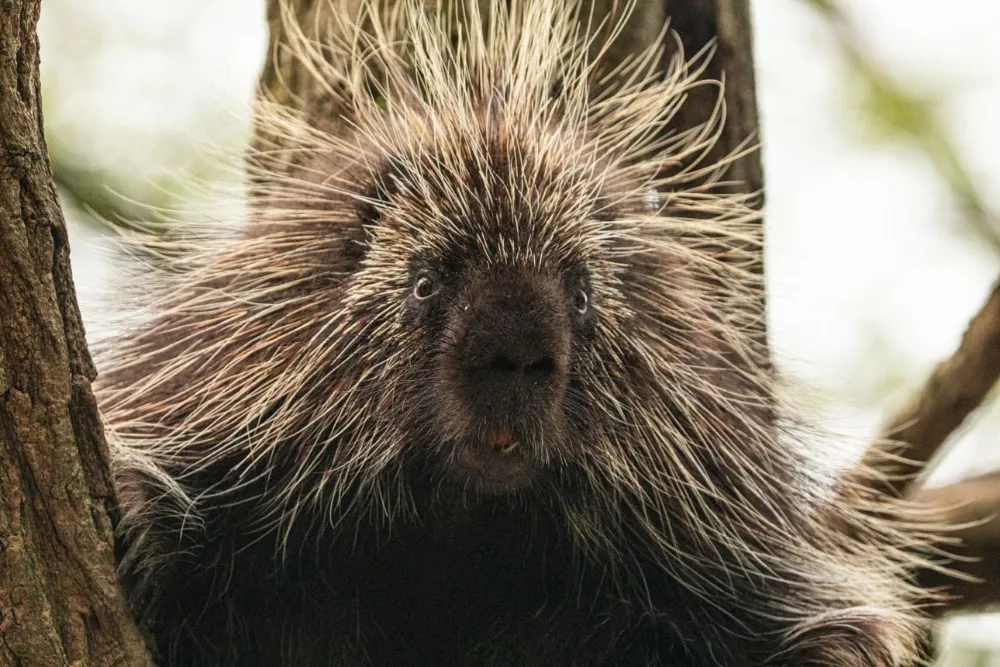 Can Porcupines Shoot Their Quills?