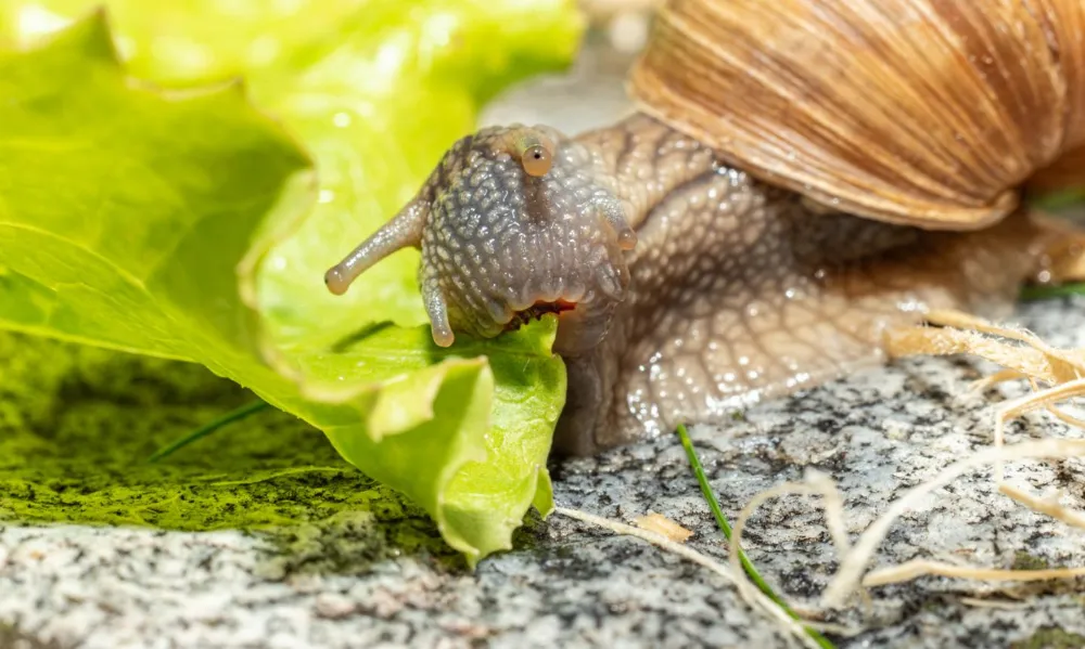 Do Snails Have Teeth? How Snail Teeth Work