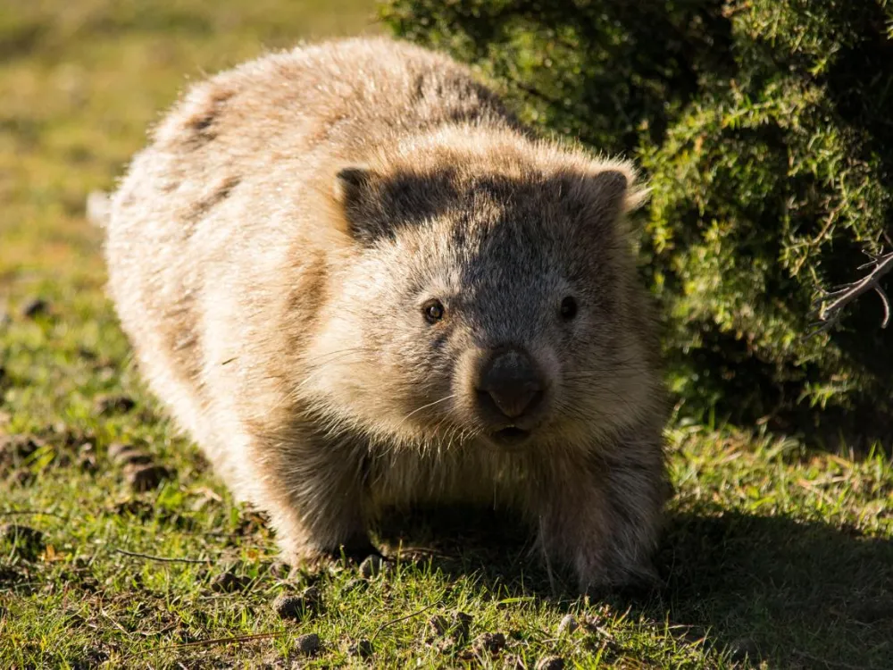 Why Do Wombats Poop Cubes?