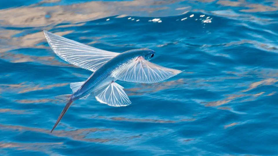 Why Do Flying Fish Fly?