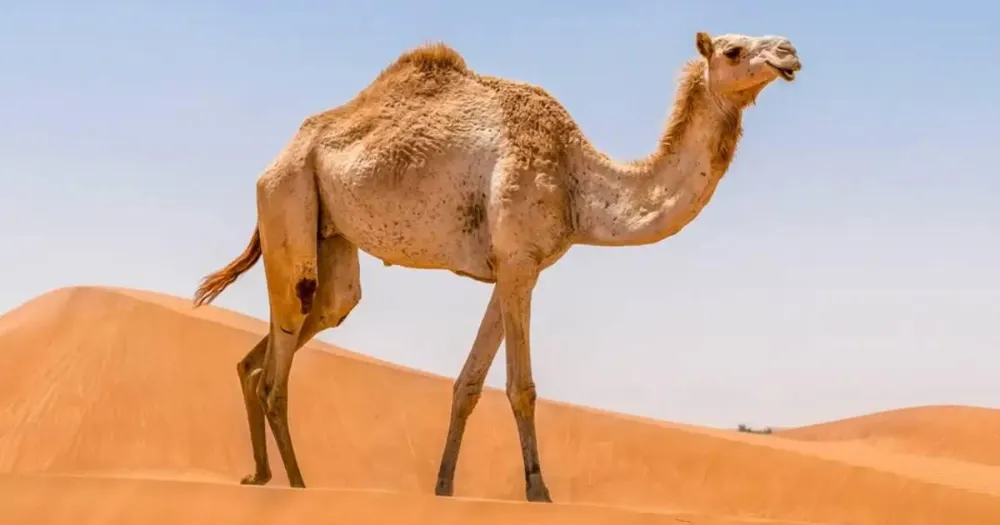 Why Do Camels Have Humps? Fat vs. Water