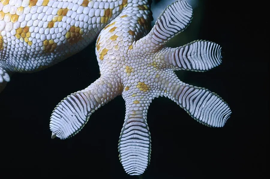 How Do Geckos Stick to Walls?
