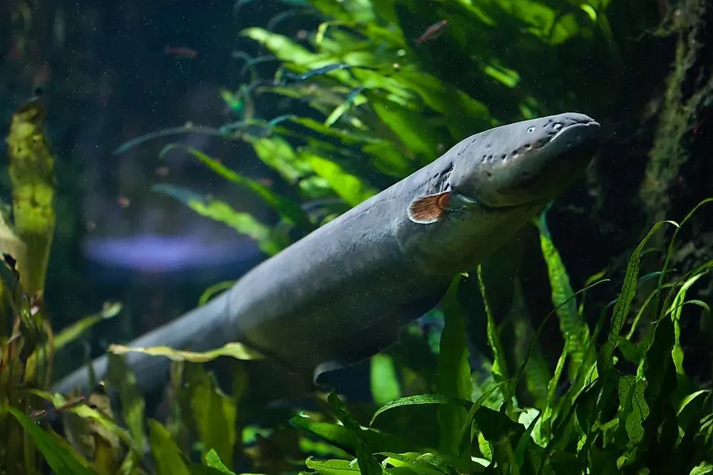 How Do Electric Eels Produce Electricity?