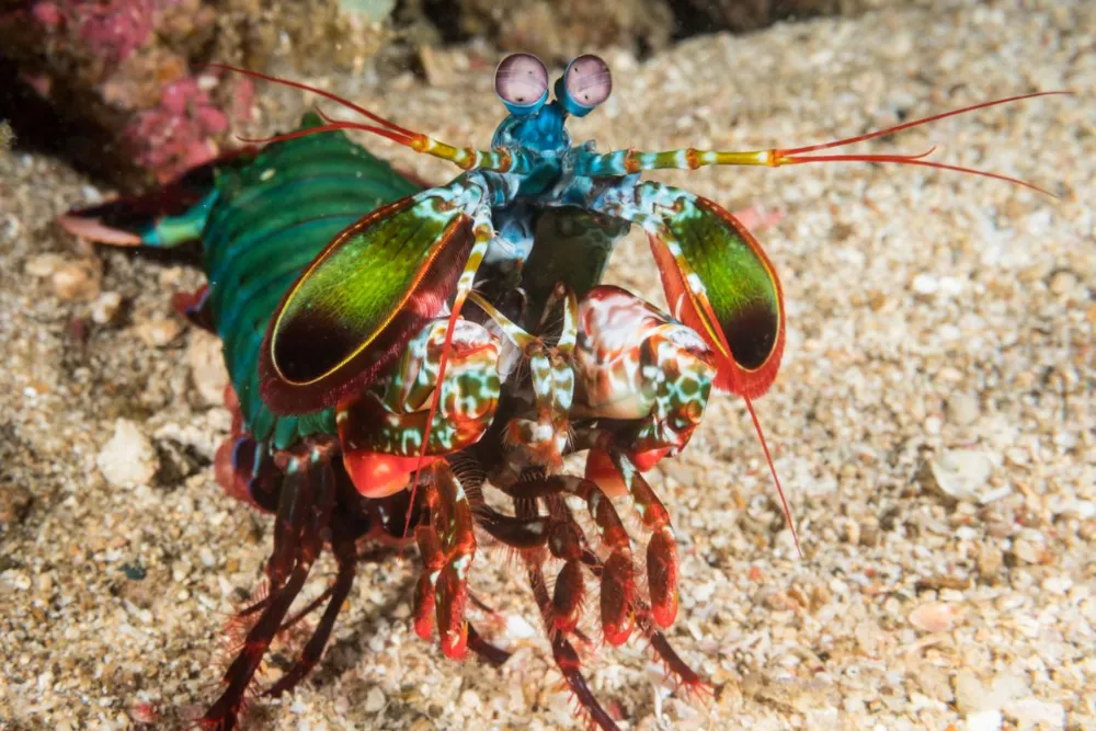 Why Do Mantis Shrimp Punch So Hard?