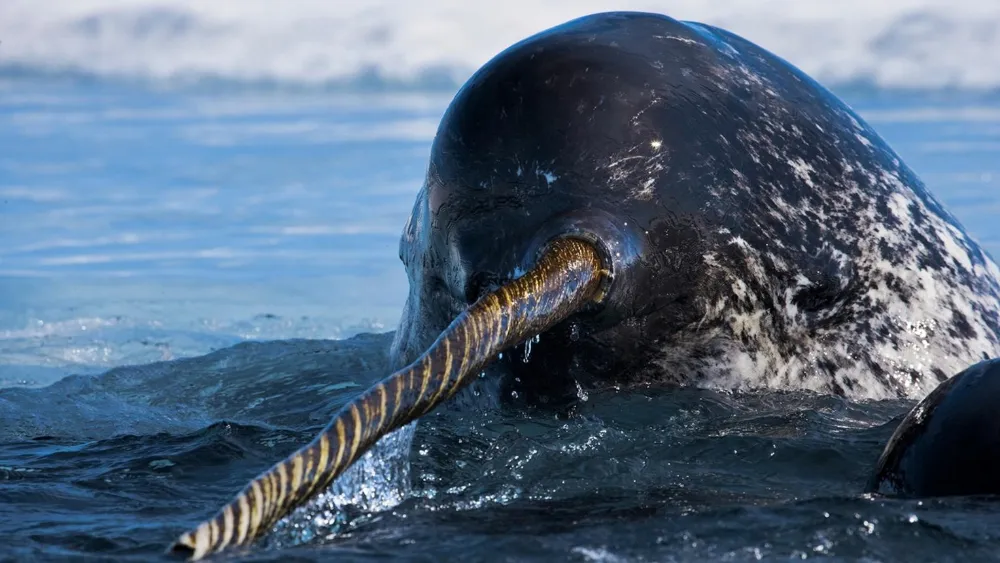 Why Do Narwhals Have Tusks?