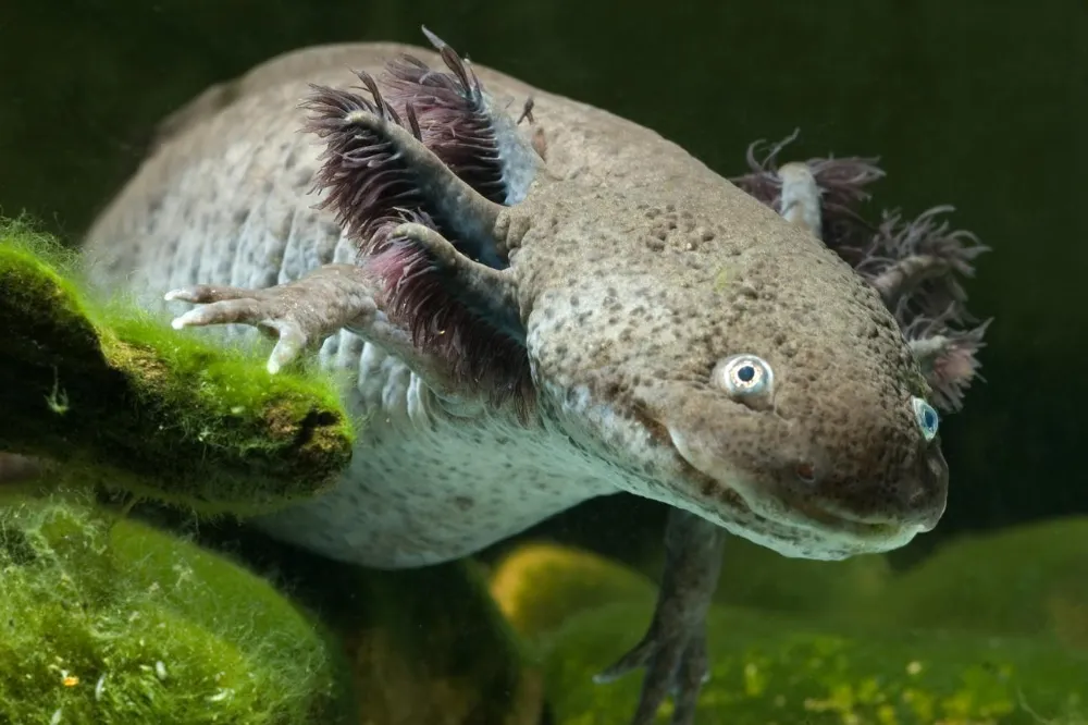 Can Axolotls Regrow Their Limbs?