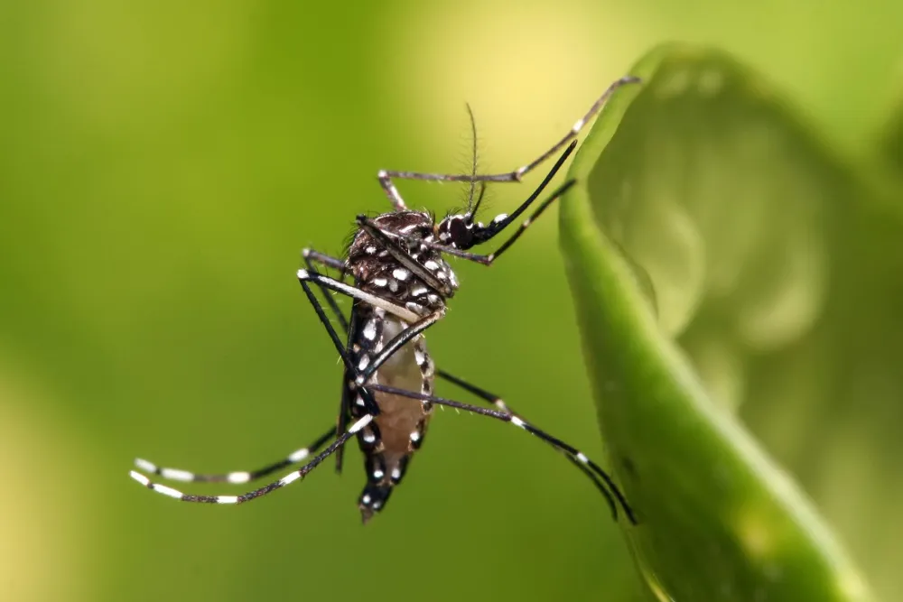 Why Do Mosquitoes Bite Some People More Than Others?