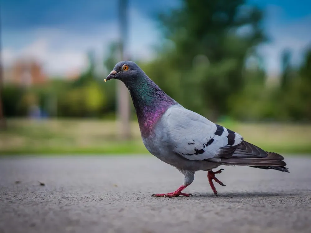 Why Do Pigeons Bob Their Heads When Walking?