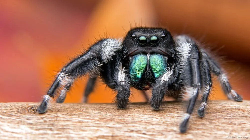 Can Spiders Hear?