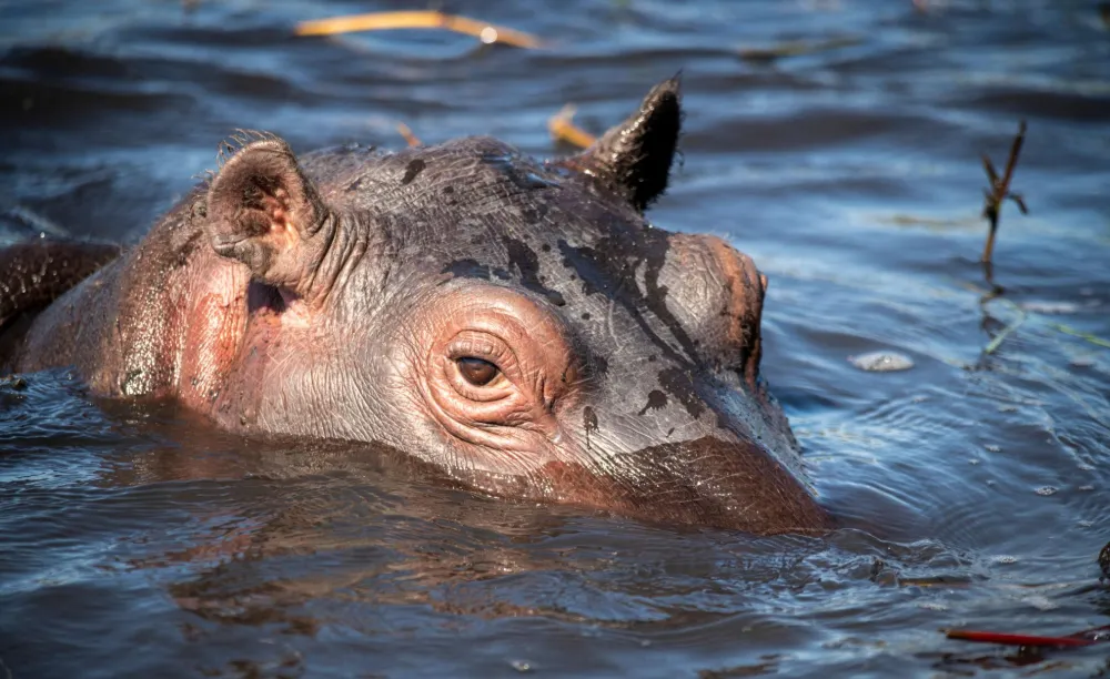 Do Hippos Sweat Blood?