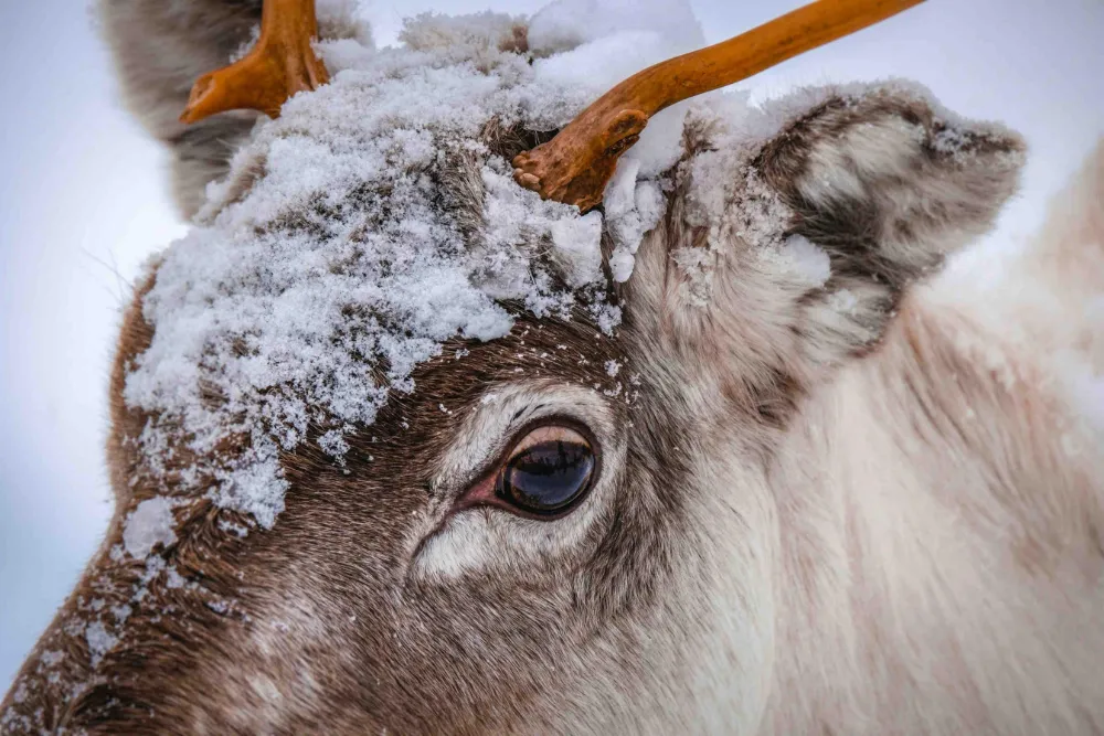 Why Do Reindeer Eyes Change Color?